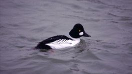 Schellente  (Bucephala clangula)