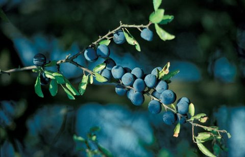 Schlehe  (Prunus spinosa)