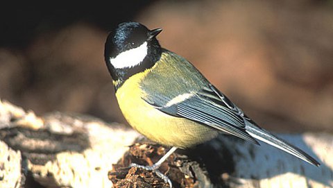 Kohlmeise  (Parus major)