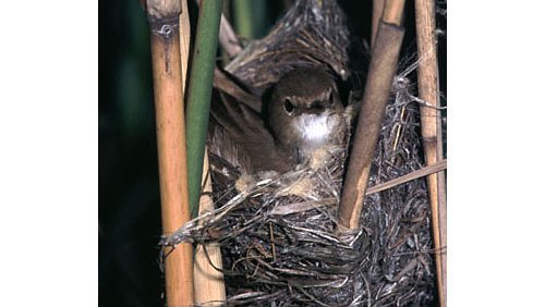 Teichrohrsänger  (Acrocephalus scirpaceus)