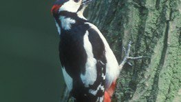 Buntspecht  (Dendrocopos major)