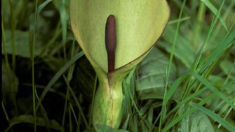 Gefleckter Aronstab  (Arum maculatum)