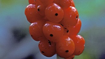 Gefleckter Aronstab  (Arum maculatum)
