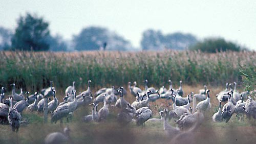Kranich (Graukranich)  (Grus Grus)
