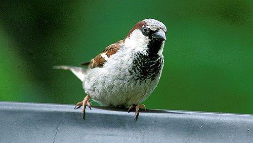 Haussperling (Passer domesticus) Haussperling (Passer domesticus)
