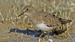 Temminckstrandläufer  (Calidris temmincki)