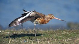 Uferschnepfe  (Limosa limosa)