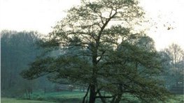 Schwarzerle  (Alnus glutinosa)