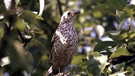Misteldrossel  (Turdus viscivorus)