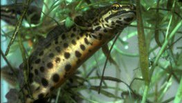 Teichmolch  (Triturus vulgaris)