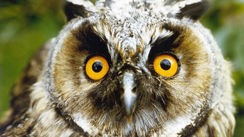 Waldkauz  (Strix aluco)