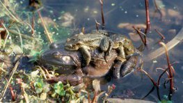 Ochsenfrosch  (Rana catesbeiana)