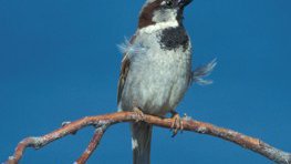 Haussperling (Passer domesticus) Haussperling (Passer domesticus)