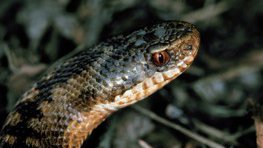 Kreuzotter  (Vipera berus)