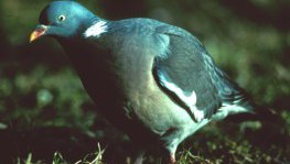 Ringeltaube  (Columba palumbus)