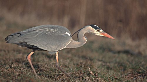 Graureiher  (Ardea cinerea)