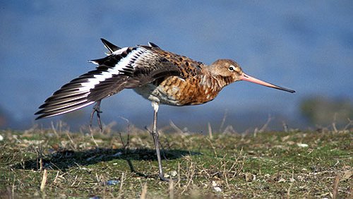 Uferschnepfe  (Limosa limosa)