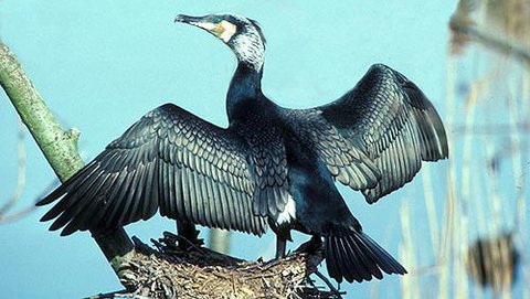 Kormoran  (Phalacrocorax carbo)