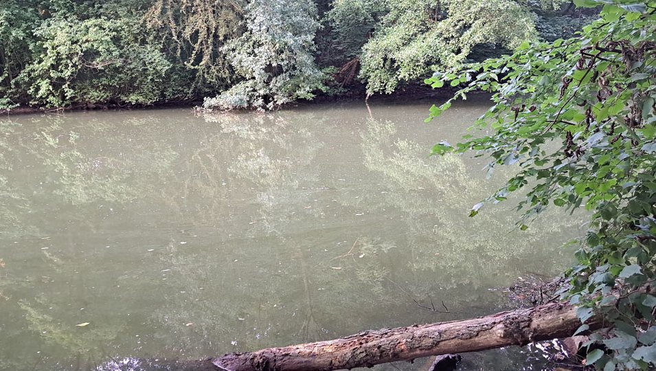 Die Zwischenstever am 13. August 2025. Durch die Sommerhitze breiten sich vermehrt Algen aus.