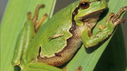Laubfrosch  (Hyla arborea)