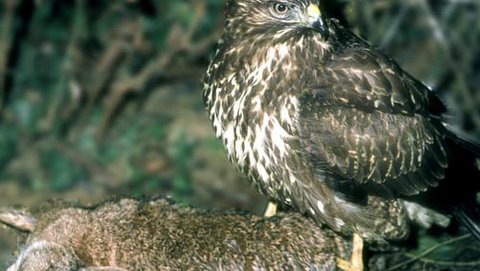 Mäusebussard  (Buteo buteo)