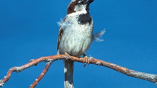Haussperling (Passer domesticus) Haussperling (Passer domesticus)
