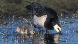 Weißwangengans  (Branta leucopsis)