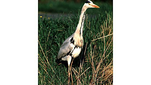 Graureiher  (Ardea cinerea)