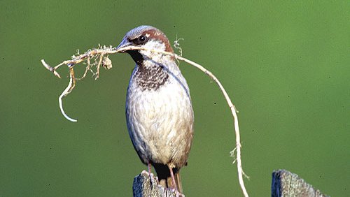 Haussperling (Passer domesticus) Haussperling (Passer domesticus)