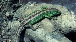 Zauneidechse  (Lacerta agilis)