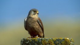 Turmfalke  (Falco tinnunculus)
