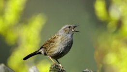 Heckenbraunelle  (Prunella modularis)