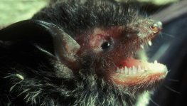 Wasserfledermaus  (Myotis daubentoni)