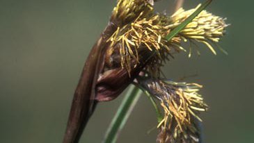 Schmalblättriges Wollgras  (Eriophorum angustifolium)