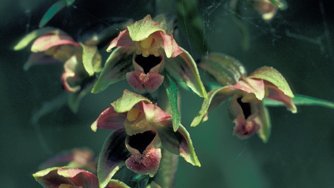 Breitblättrige Sumpfwurz (Epipactis helleborine) Breitblättrige Sumpfwurz (Epipactis helleborine)