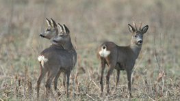 Reh  (Capreolus capreolus)