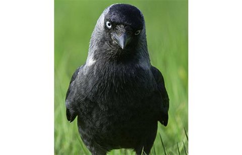 Dohle  (Corvus monedula)