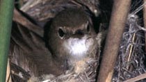 Teichrohrsänger  (Acrocephalus scirpaceus)