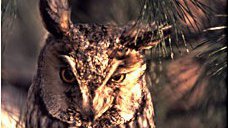 Waldohreule (Asio otus) Waldohreule (Asio otus)