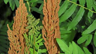 Königsfarn (Osmunda regalis) Königsfarn (Osmunda regalis)