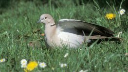 Türkentaube  (Streptopelia decaocto)