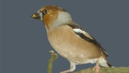 Kernbeißer  (Coccothraustes coccothraustes)