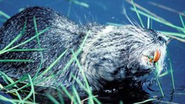 Nutria (Sumpfbiber, Biberratte)  (Myocastor coypus)