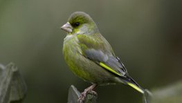 Grünfink  (Carduelis chloris)