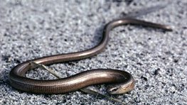 Blindschleiche  (Anguis fragilis)