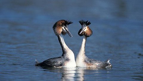 Haubentaucher  (Podiceps cristatus)