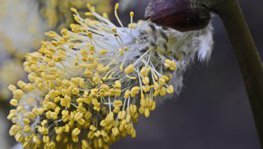 Salweide  (Salix caprea)