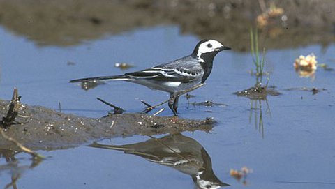 Bachstelze  (Motacilla alba)