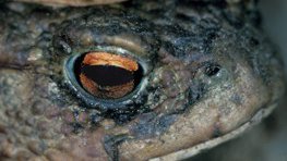Erdkröte  (Bufo bufo)