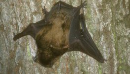 Großer Abendsegler  (Nyctalus noctula)